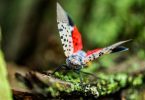 What to Do When You Find a Spotted Lanternfly